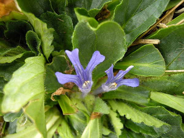 Ajuga tenorei